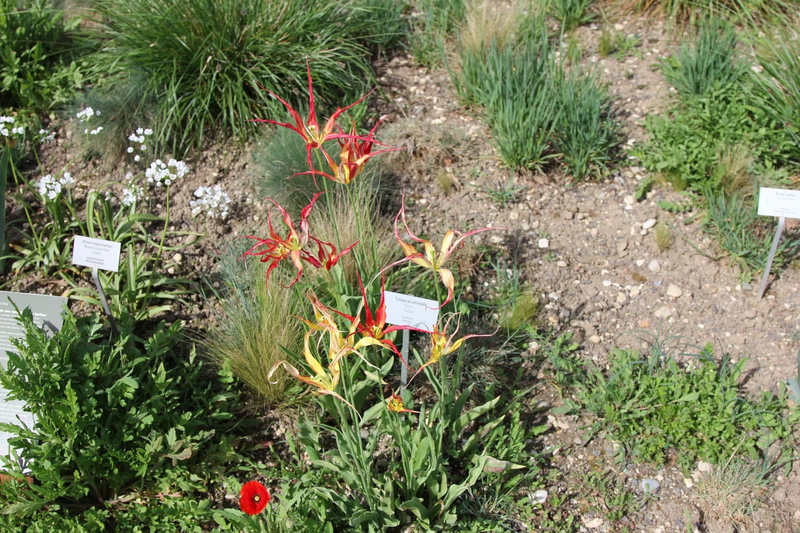 Fire Flame Tulip