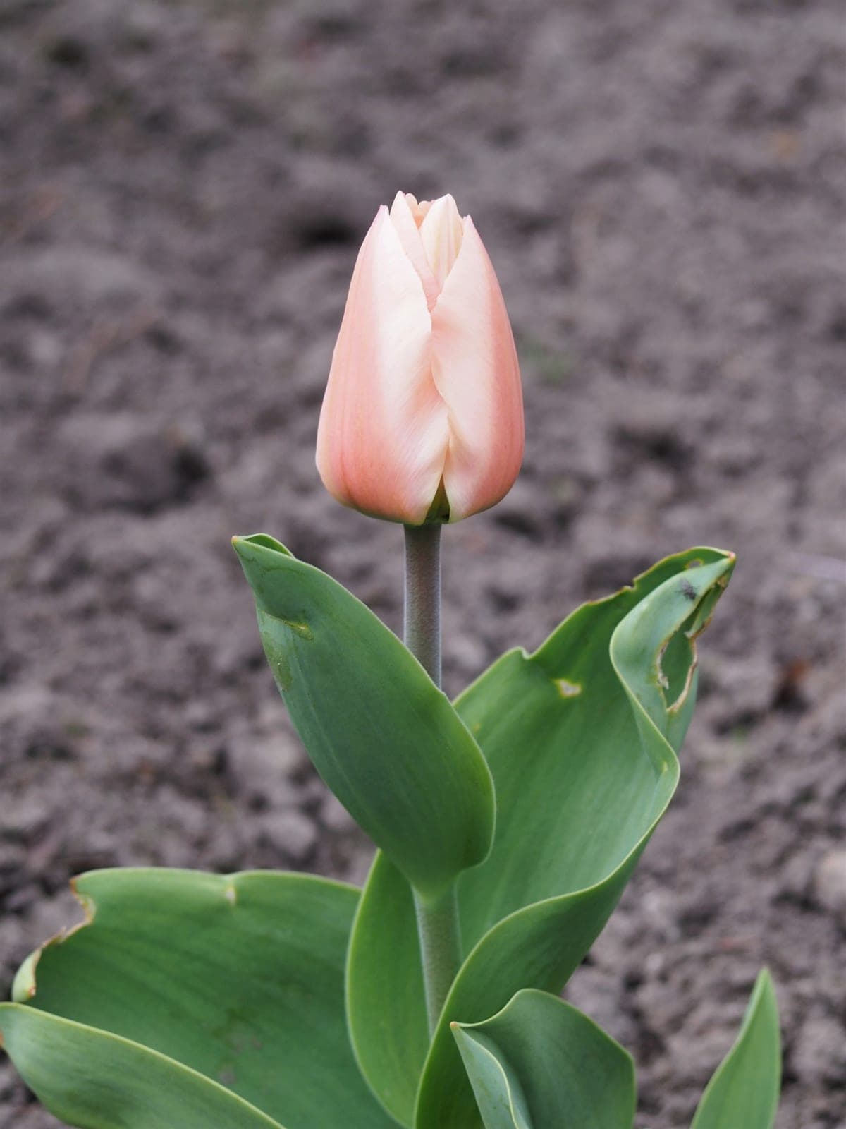 Apricot Beauty Tulip