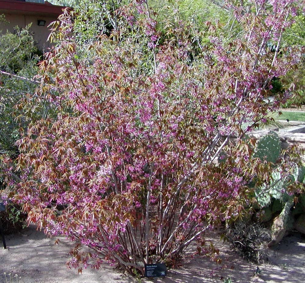 Mexican Buckeye