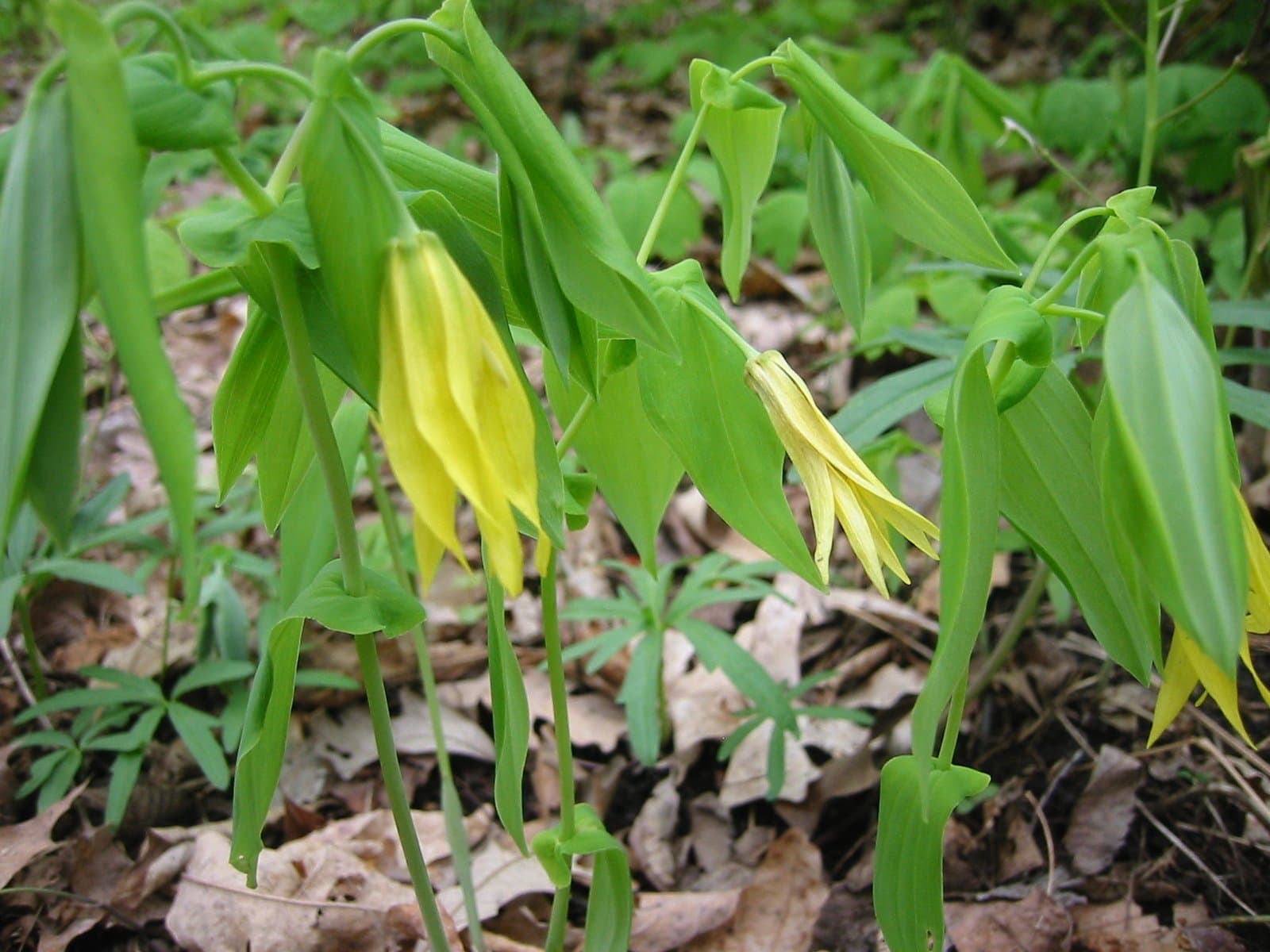 Large-Flowered Bellwort (Uvularia grandiflora)
