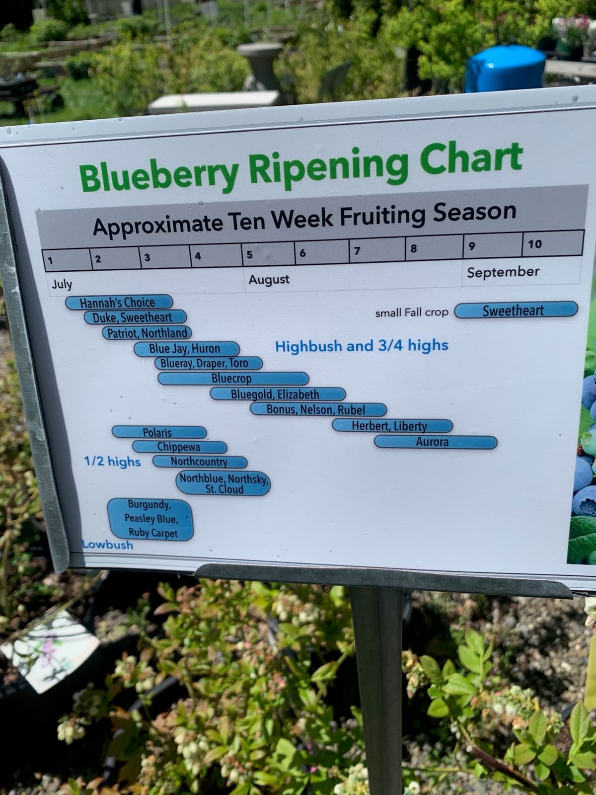 Blueberry ripening chart showing lowbush, half-high, three-quarter-high, and highbush cultivars ripening in succession from early to late season