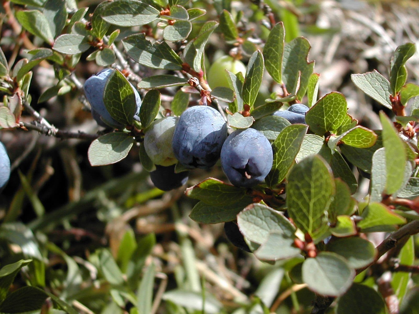 Bog Blueberry (Vaccinium uliginosum)