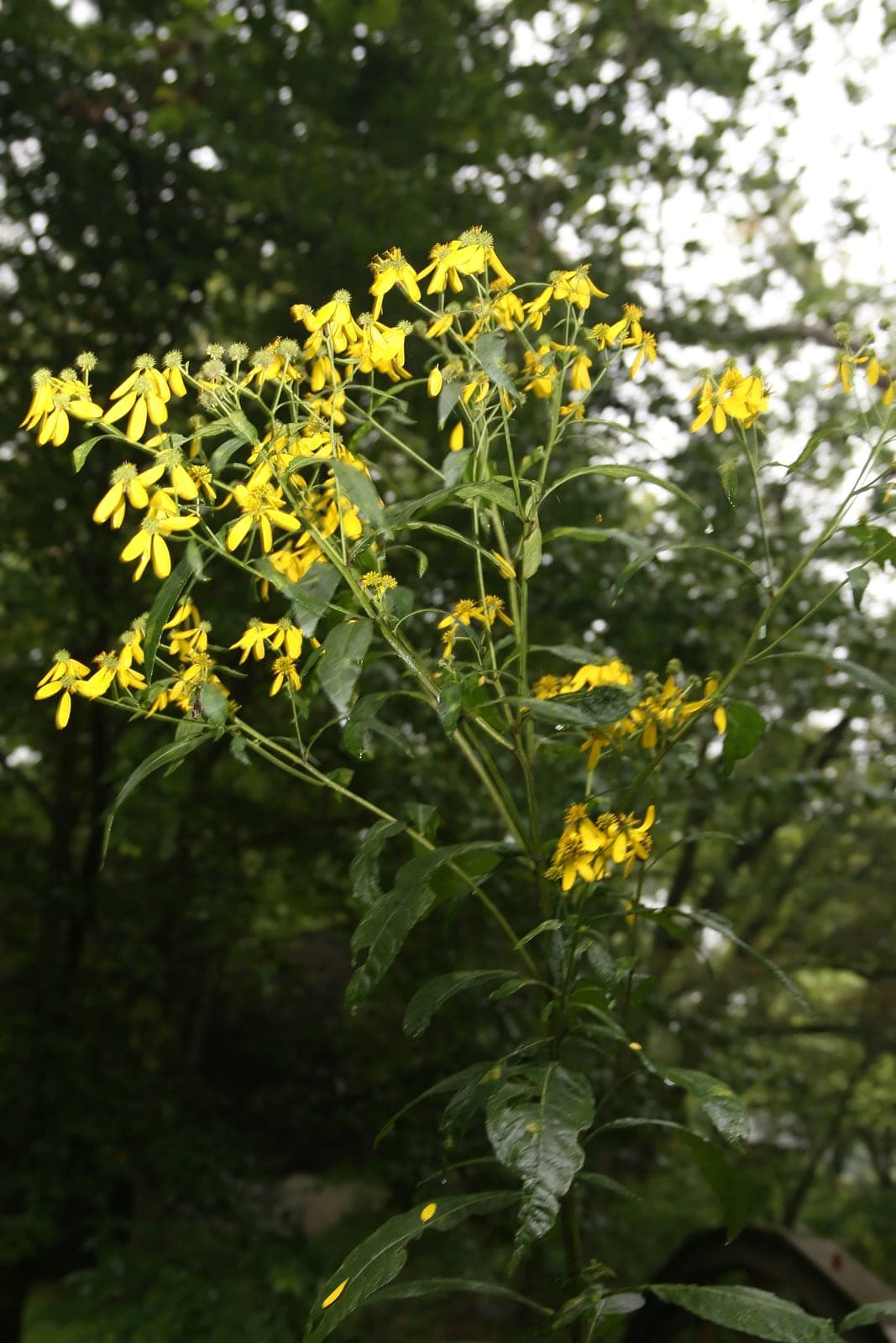 Wingstem