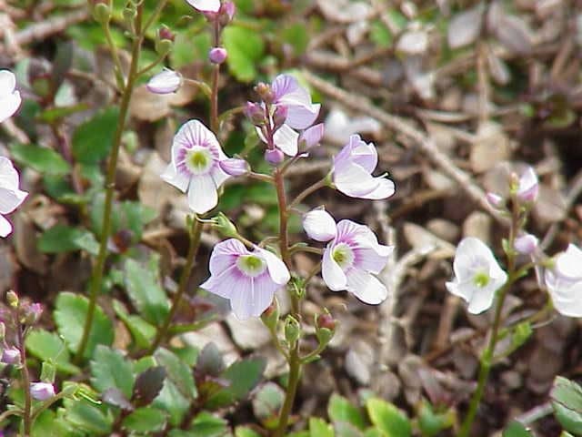 Waterfall Speedwell