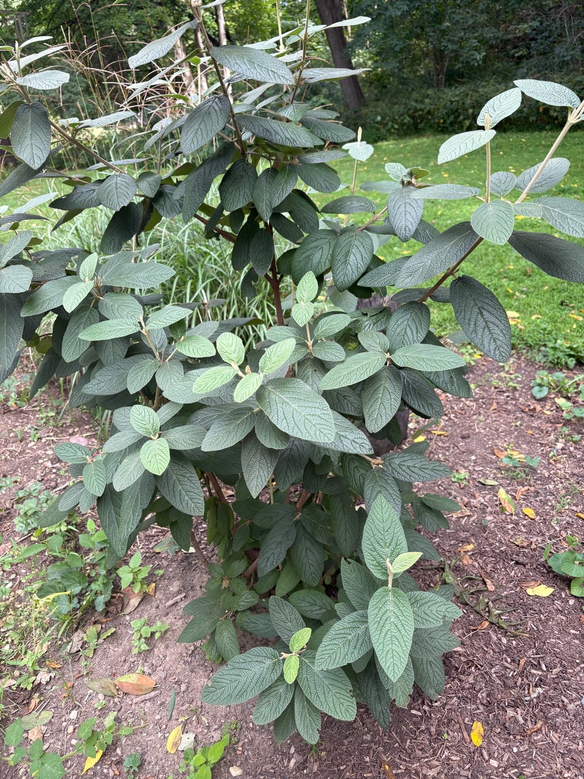 Leatherleaf Viburnum