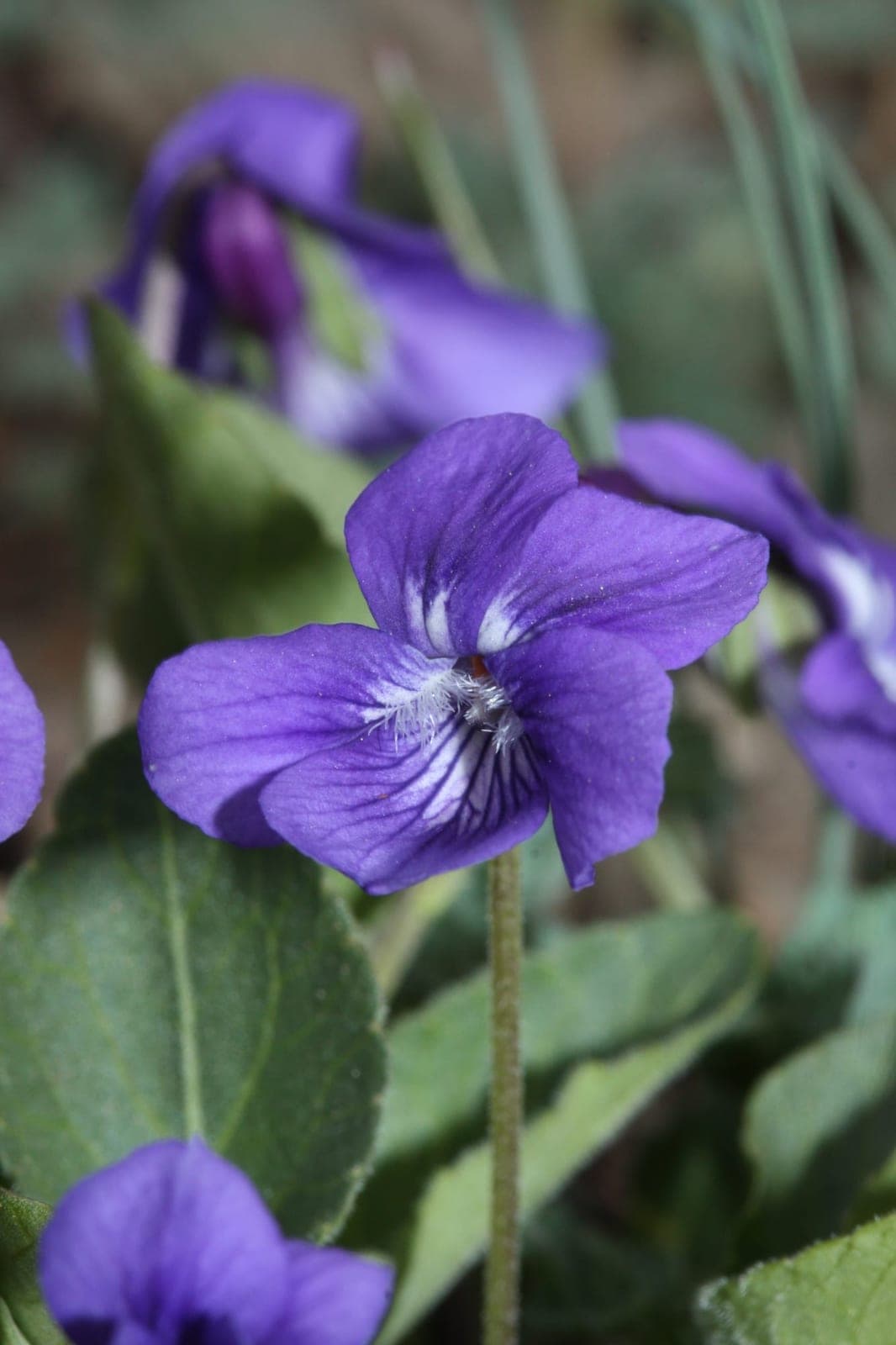 Western Dog Violet (Viola adunca)