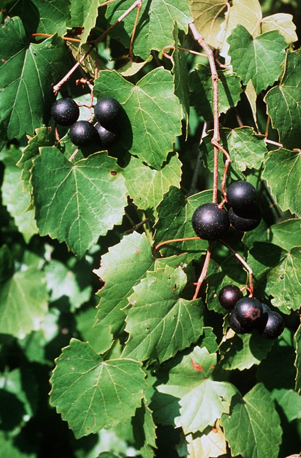 The oldest grape nobody toasts