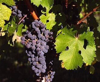Grape