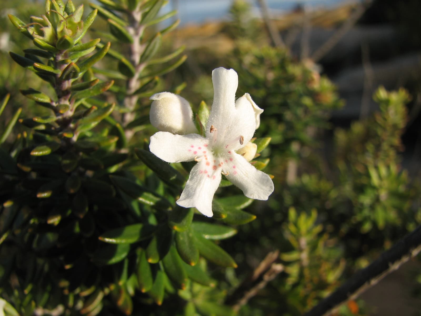 Coast Rosemary