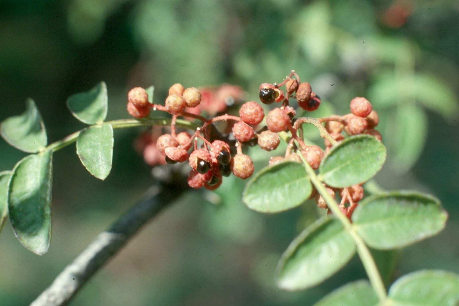 Northern Prickly Ash (Zanthoxylum americanum)