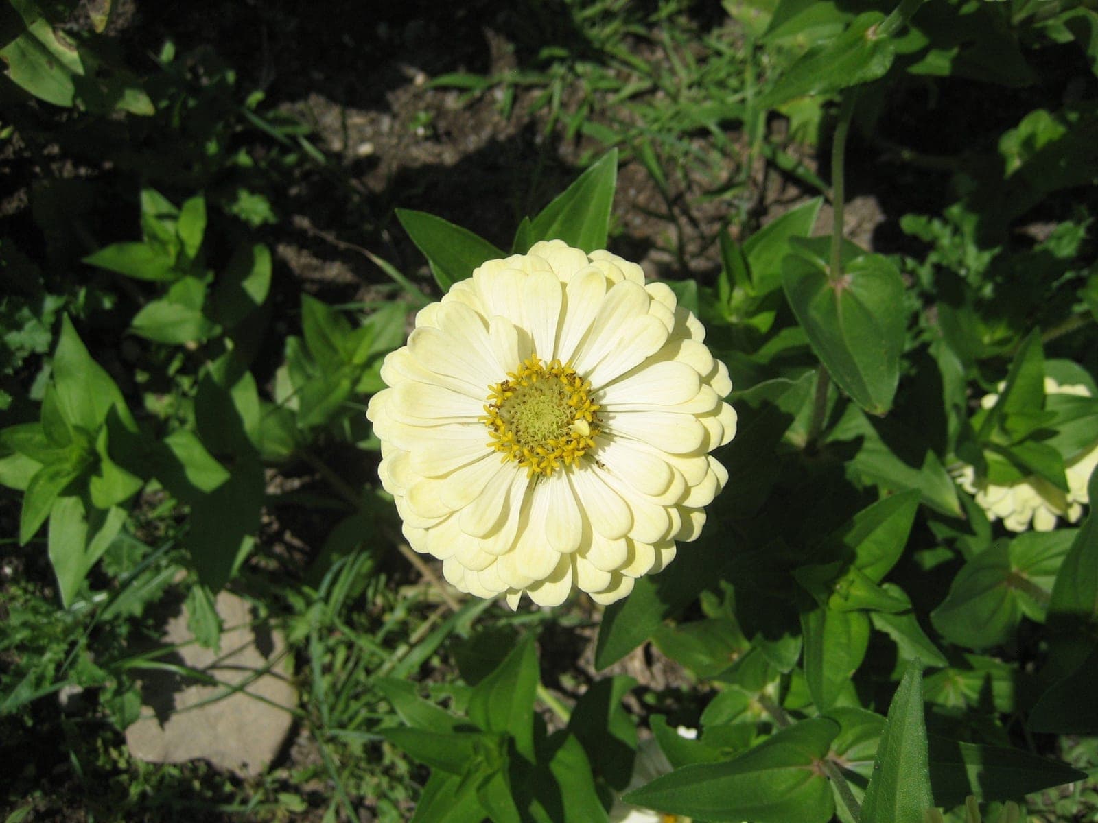 Zinnia 'Polar Bear'