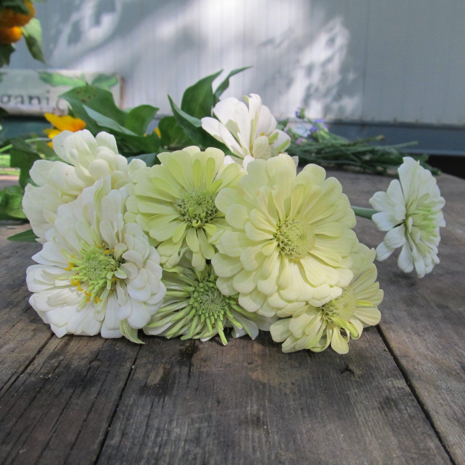 Zinnia 'Polar Bear'