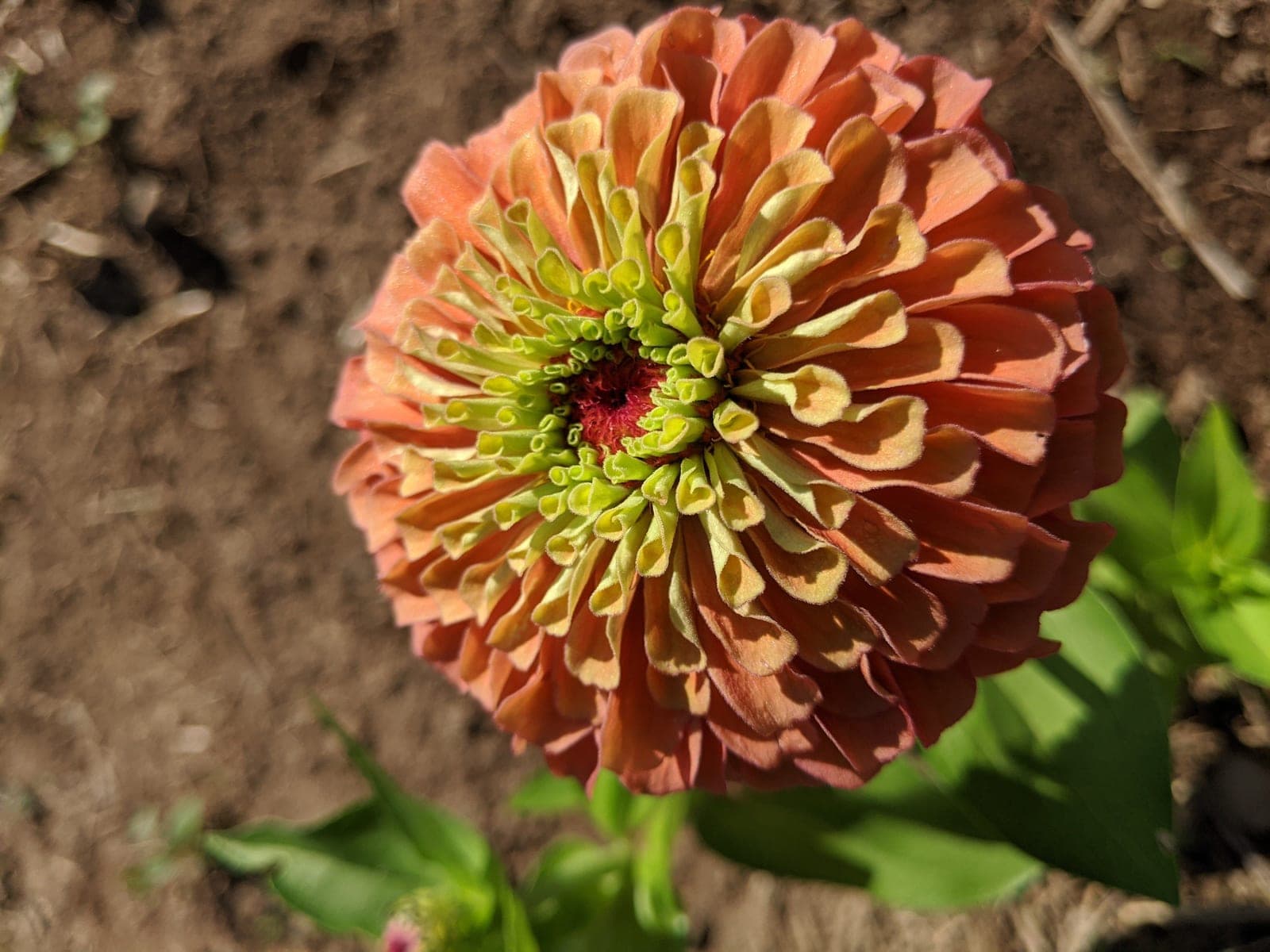 Zinnia 'Queen Lime Orange'