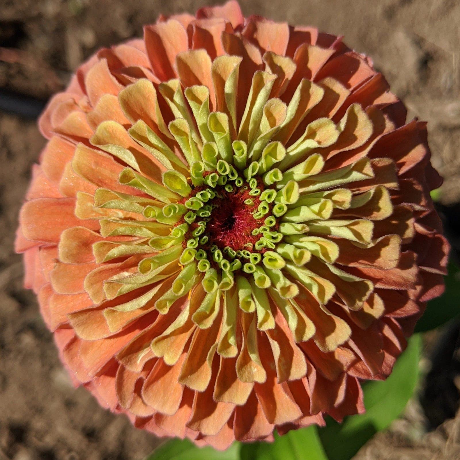 Zinnia 'Queen Lime Orange'