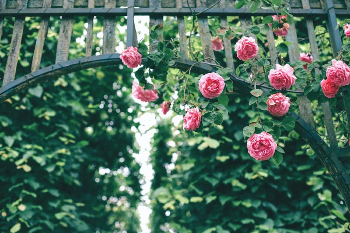 Pink climbing roses tumbling over a weathered iron garden arch against deep green hedging