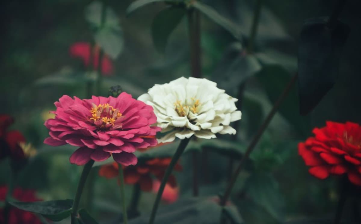 Magenta and white zinnias on tall stems in a cutting bed, ready to be cut for the table