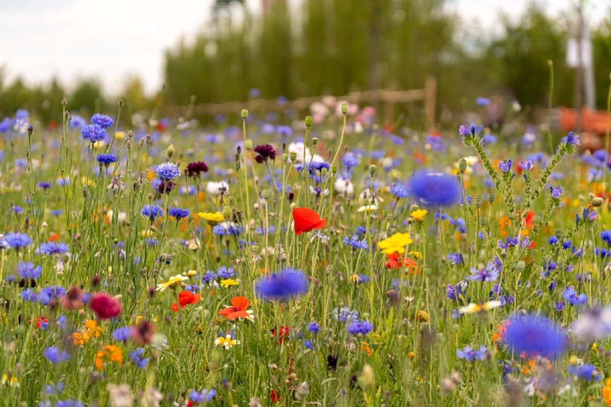 A dense wildflower meadow of blue cornflowers, red poppies and yellow daisies with no visible rows or edges
