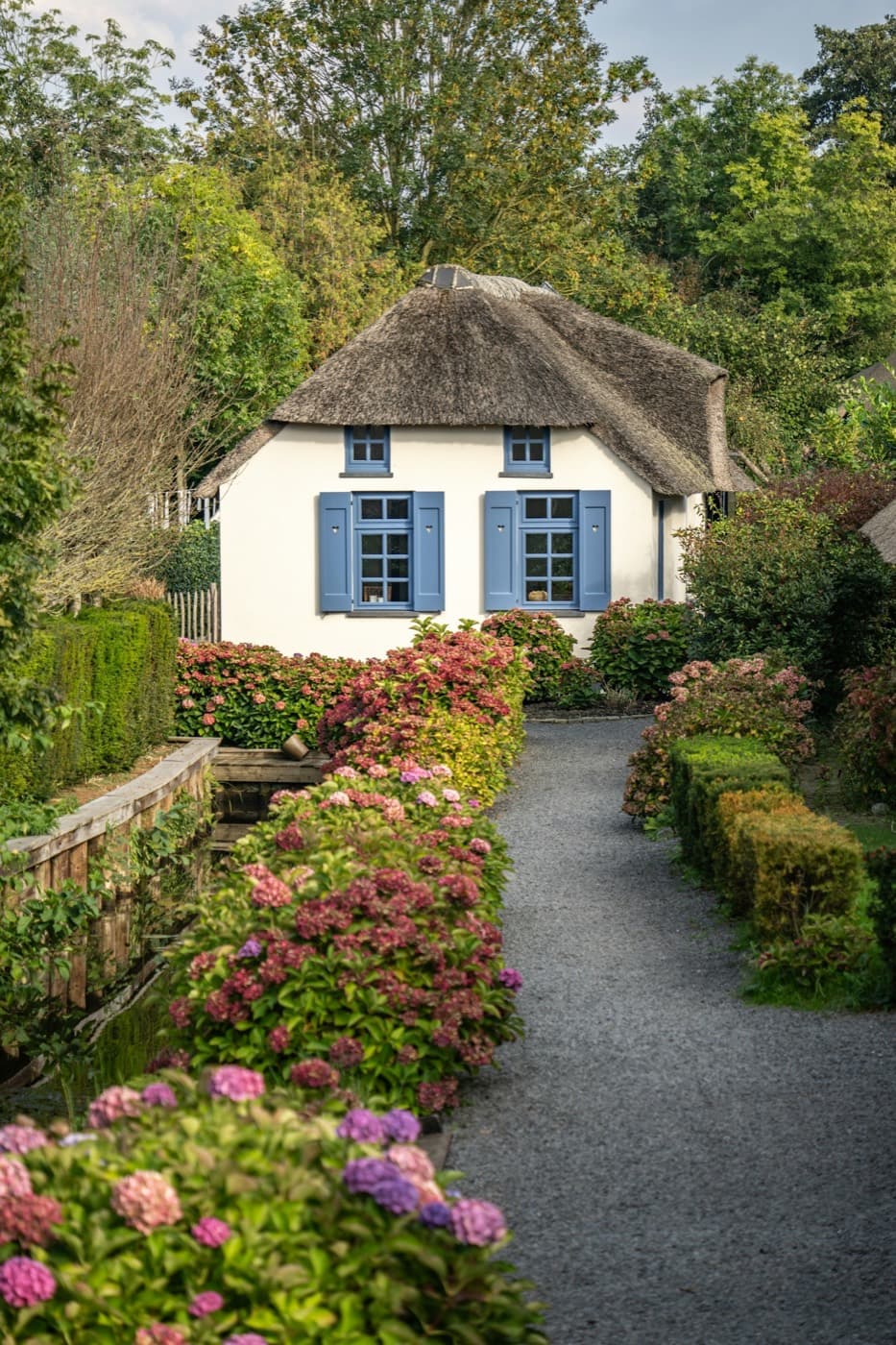 A gravel path lined with pink and blue hydrangeas and a clipped hedge, leading to a white cottage with blue shutters