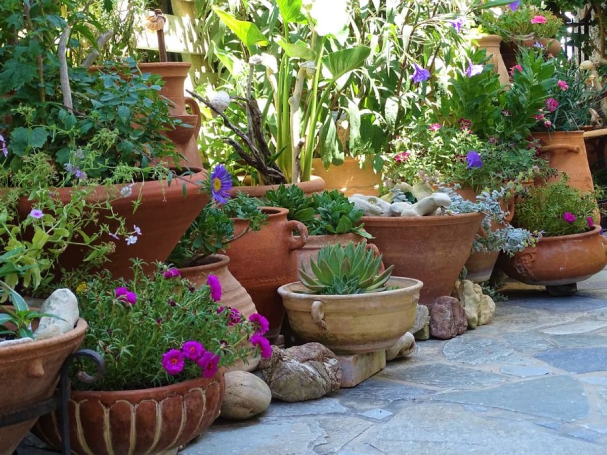 A collection of terracotta pots planted with succulents and magenta petunias on a sunlit flagstone terrace