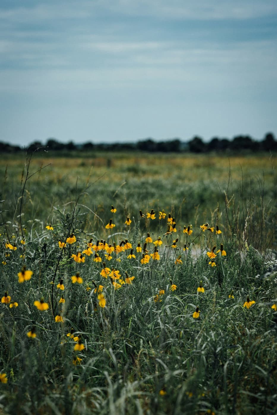 A drift of yellow coneflowers scattered through tall prairie grasses under an open sky