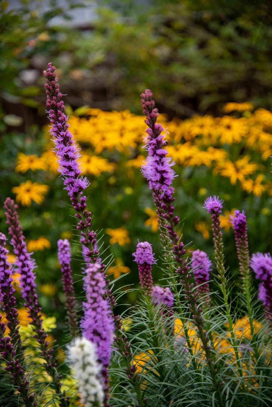 Purple liatris spikes rising through a dense mass of golden black-eyed Susans
