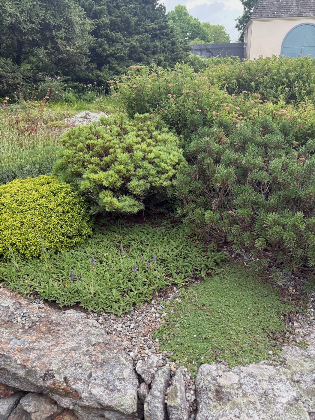 Mounded dwarf pines and a clipped golden shrub above creeping thyme running over granite ledge and gravel