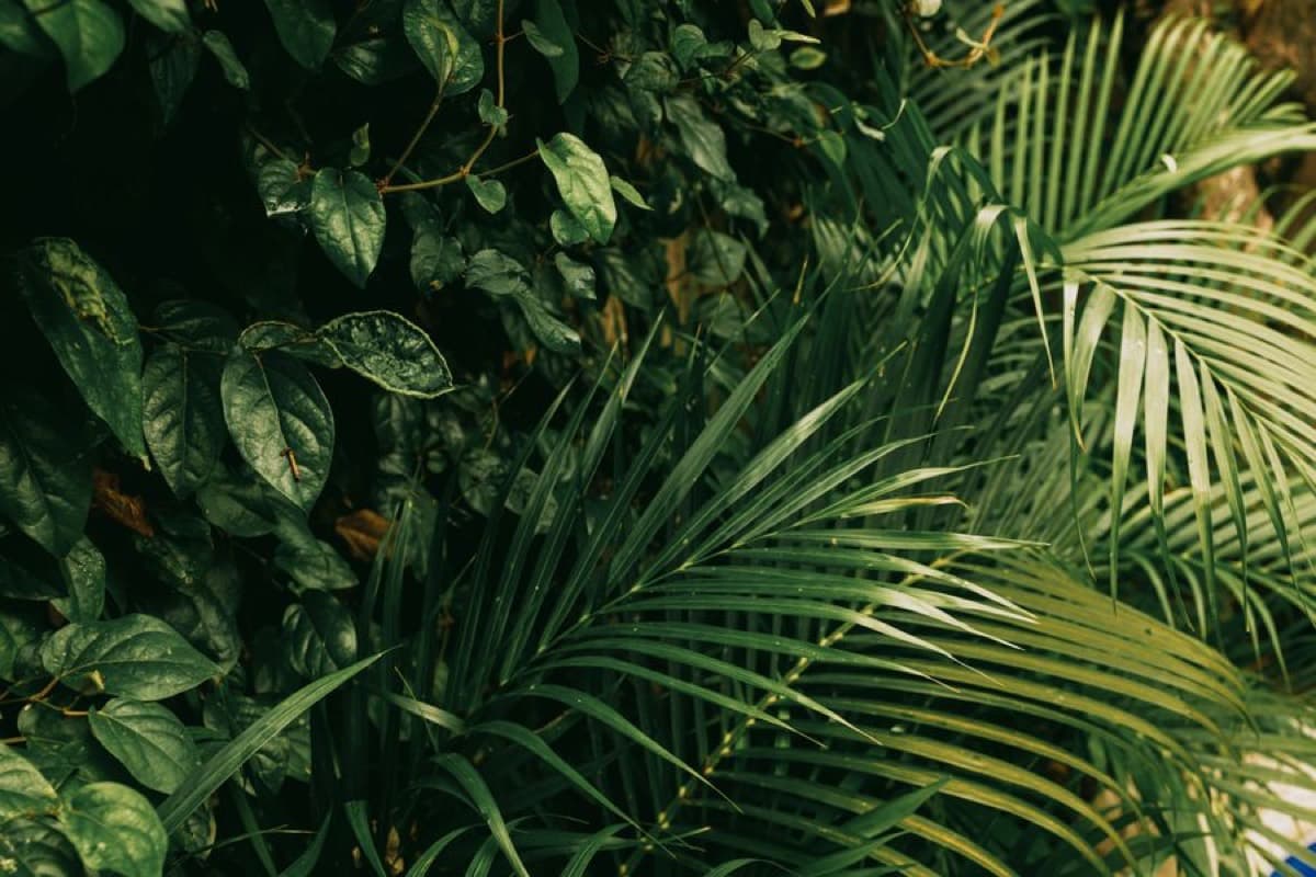 Layered jungle foliage with broad glossy leaves and arching palm fronds filling the frame