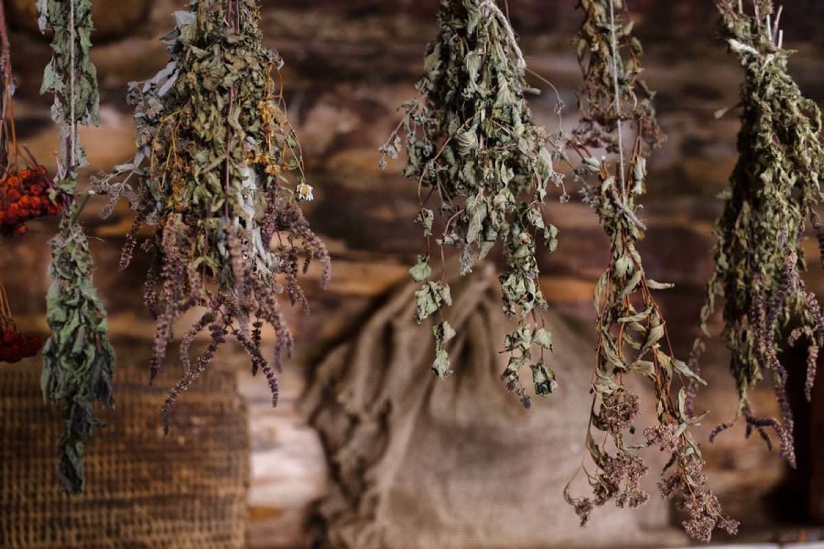 Bunches of herbs hung upside down to dry above a linen sack in a dim rustic room