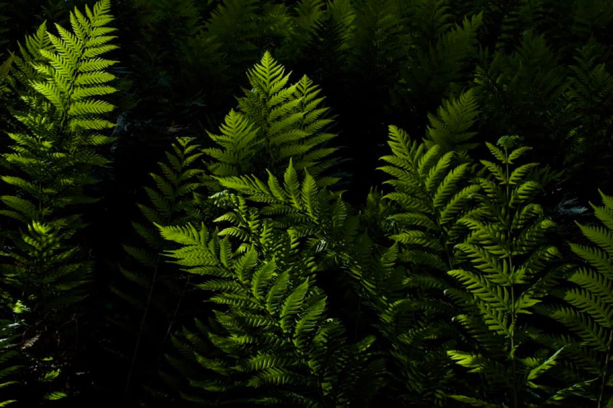 Fern, Anemone, Solomon's Seal, layered against the deep shade of a woodland floor