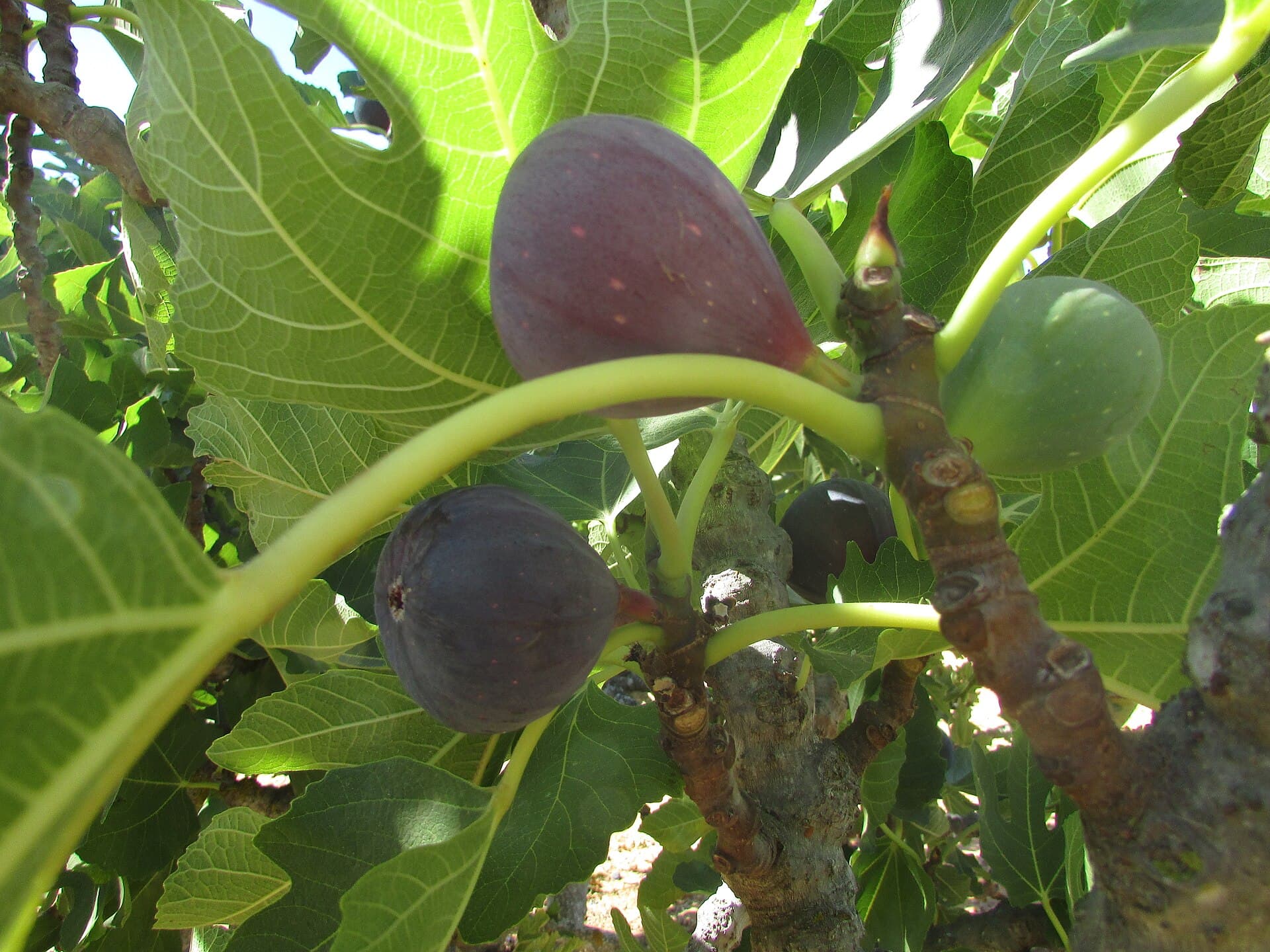 Ripe purple figs hanging among broad fig leaves