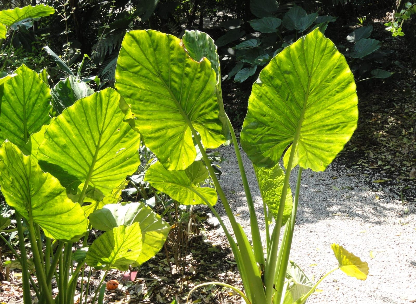 Alocasia