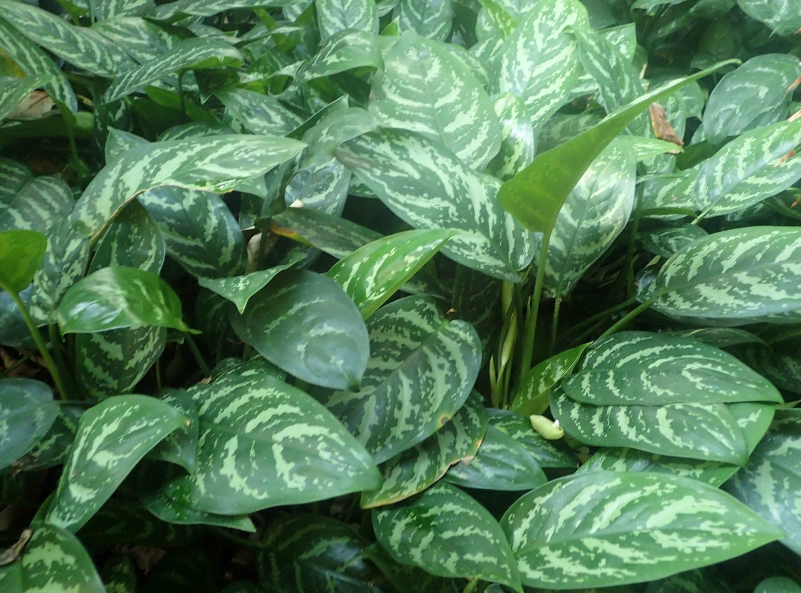 Chinese Evergreen