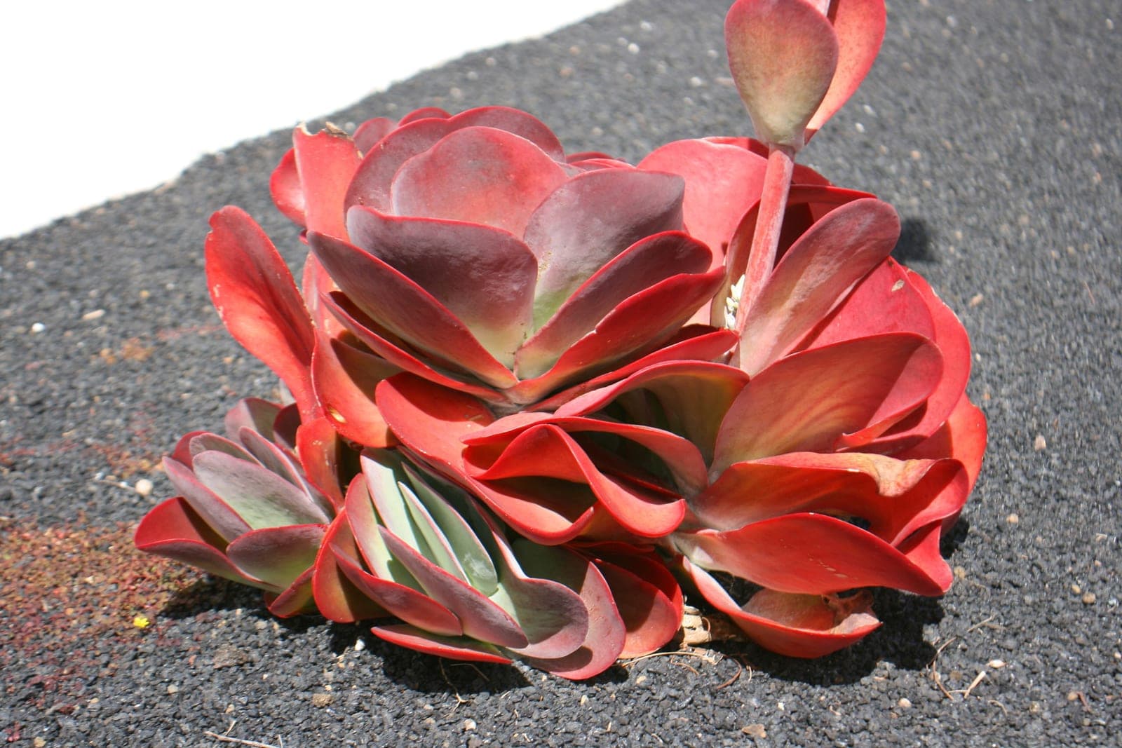 Paddle Plant / Flapjack
