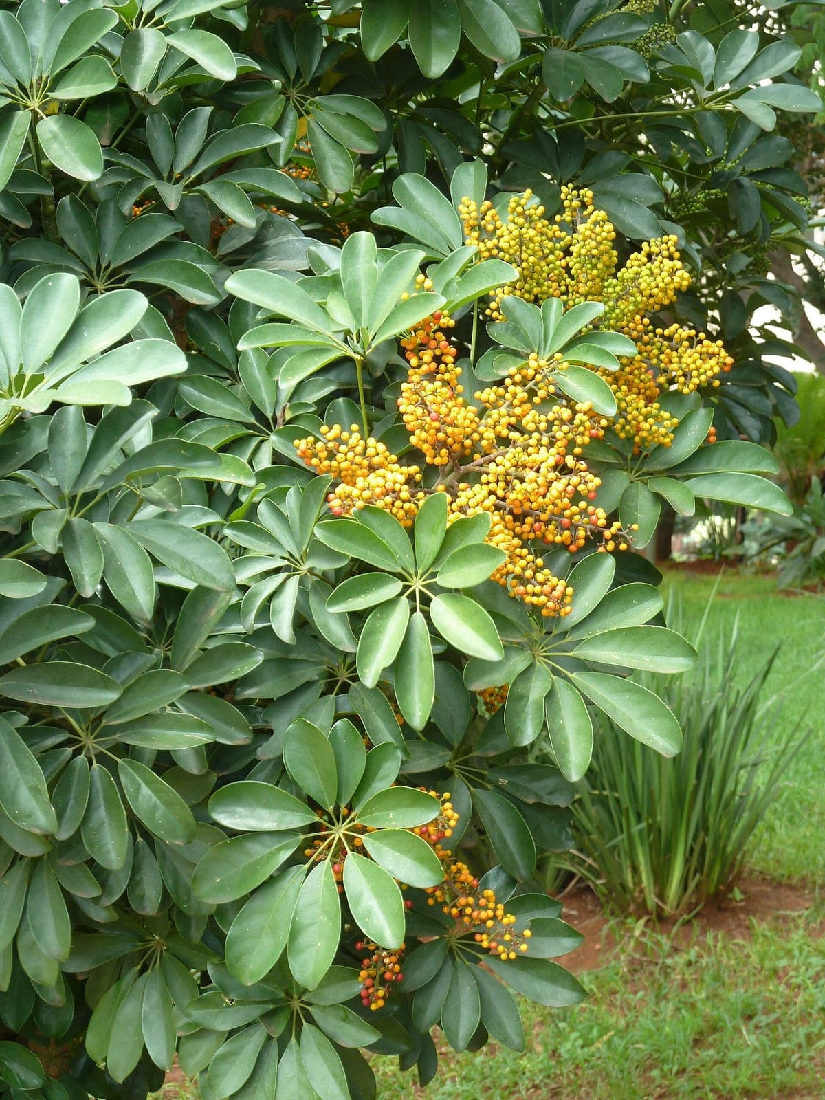 Schefflera / Umbrella Plant
