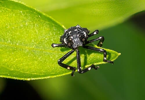 Spotted Lanternfly