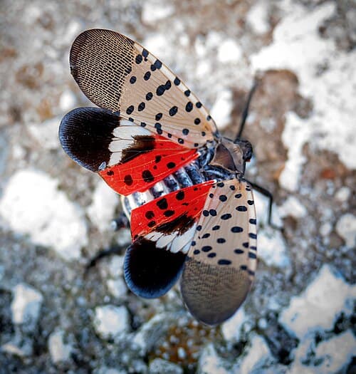 Spotted Lanternfly