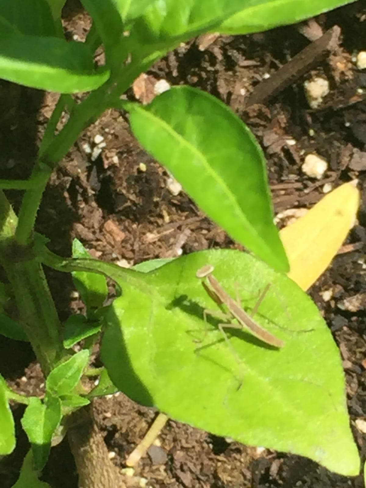 Praying Mantis