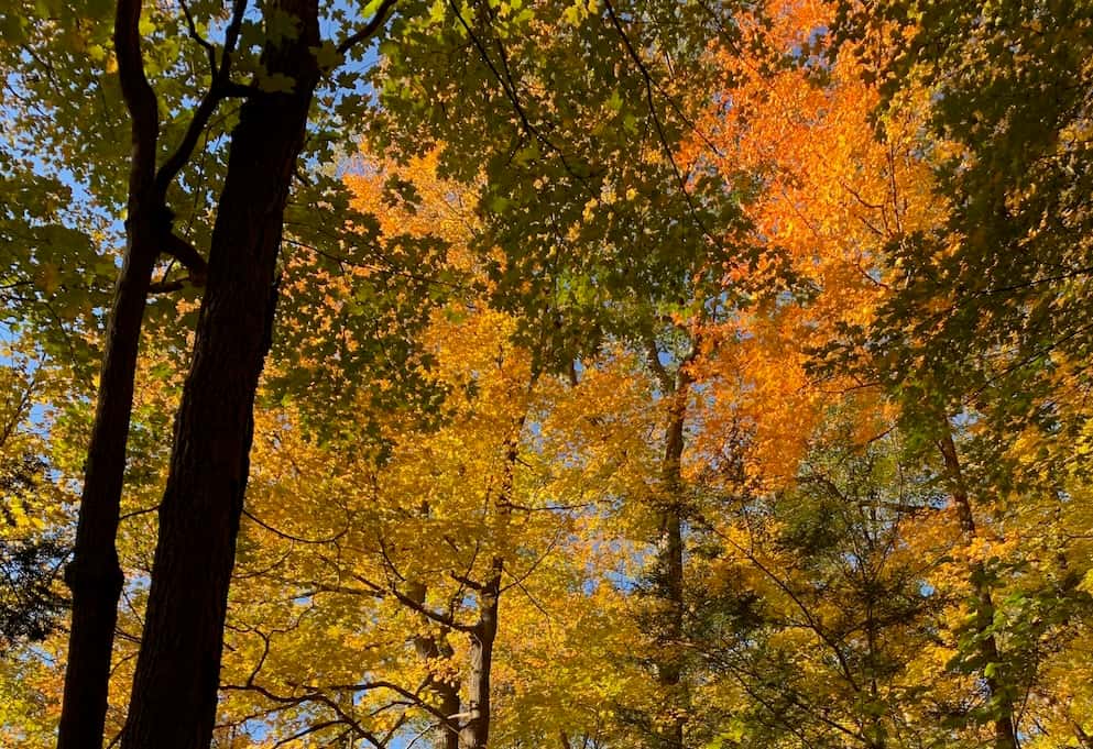 Tall trees in orange and yellow fall color against a blue sky