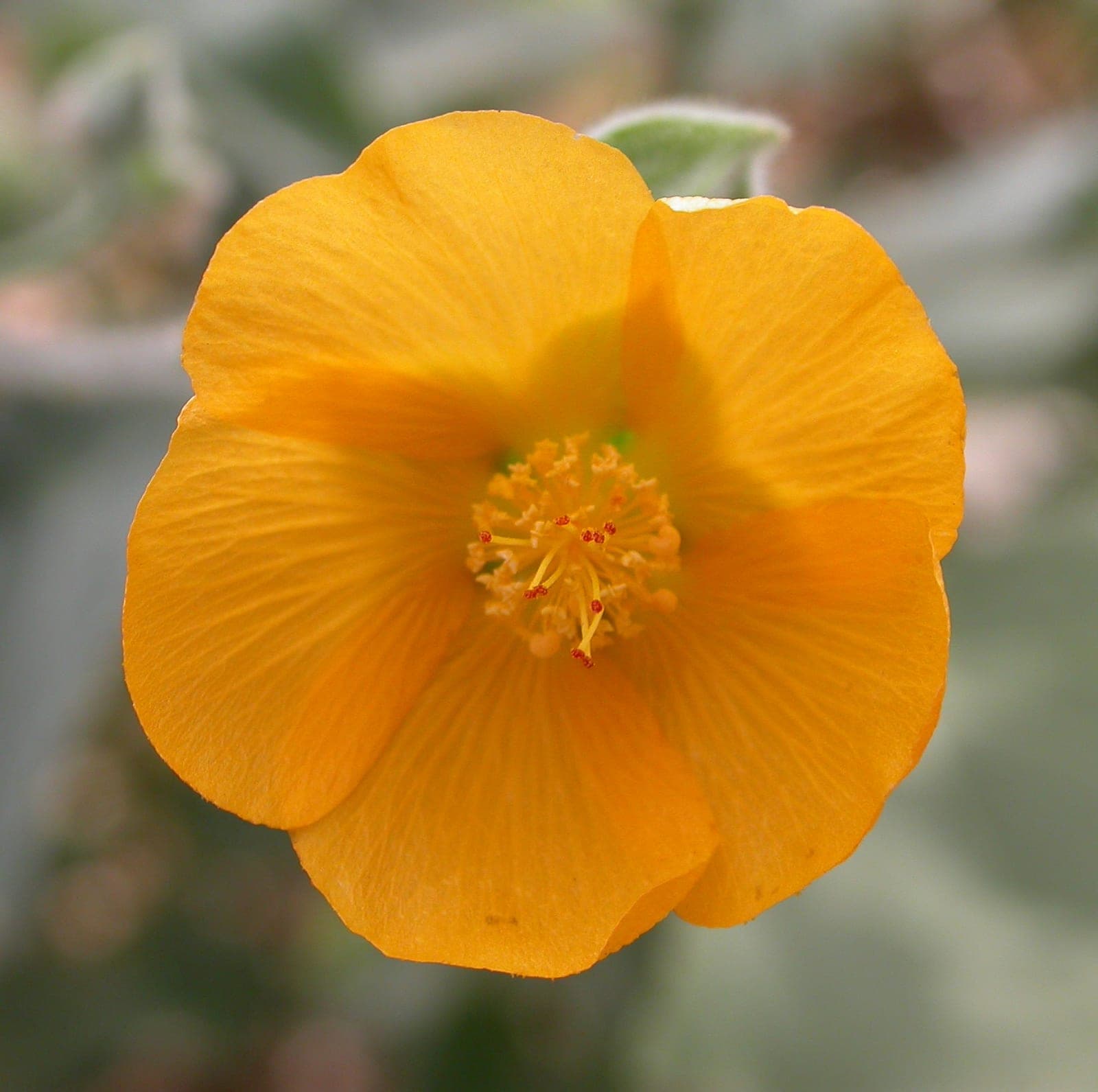Indian Mallow