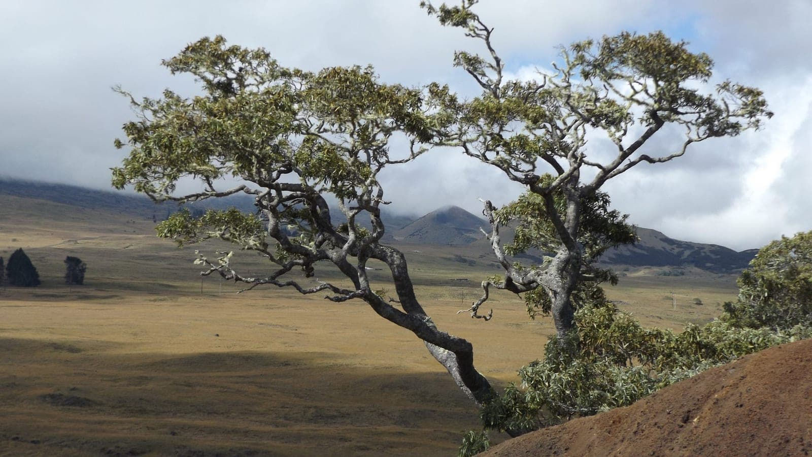 Koa (Acacia koa)