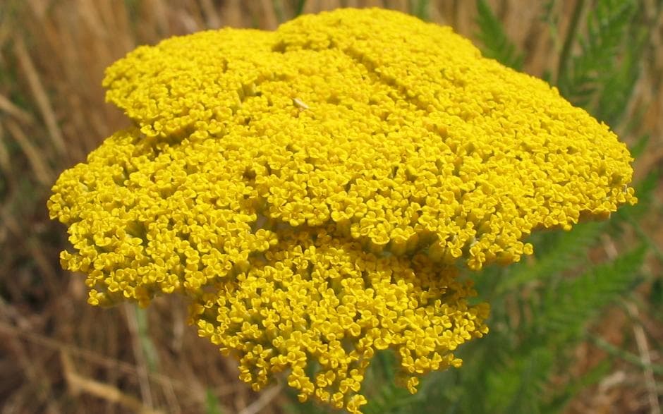 Fernleaf Yarrow