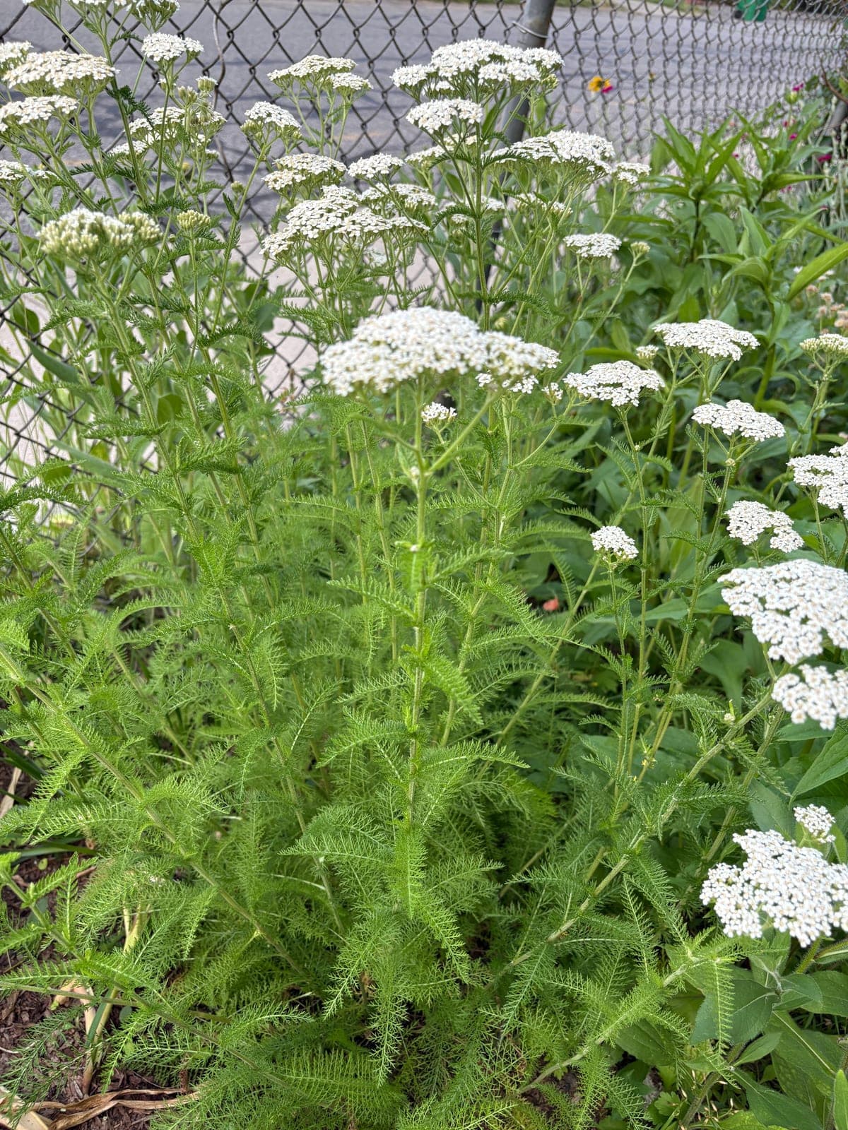 Yarrow