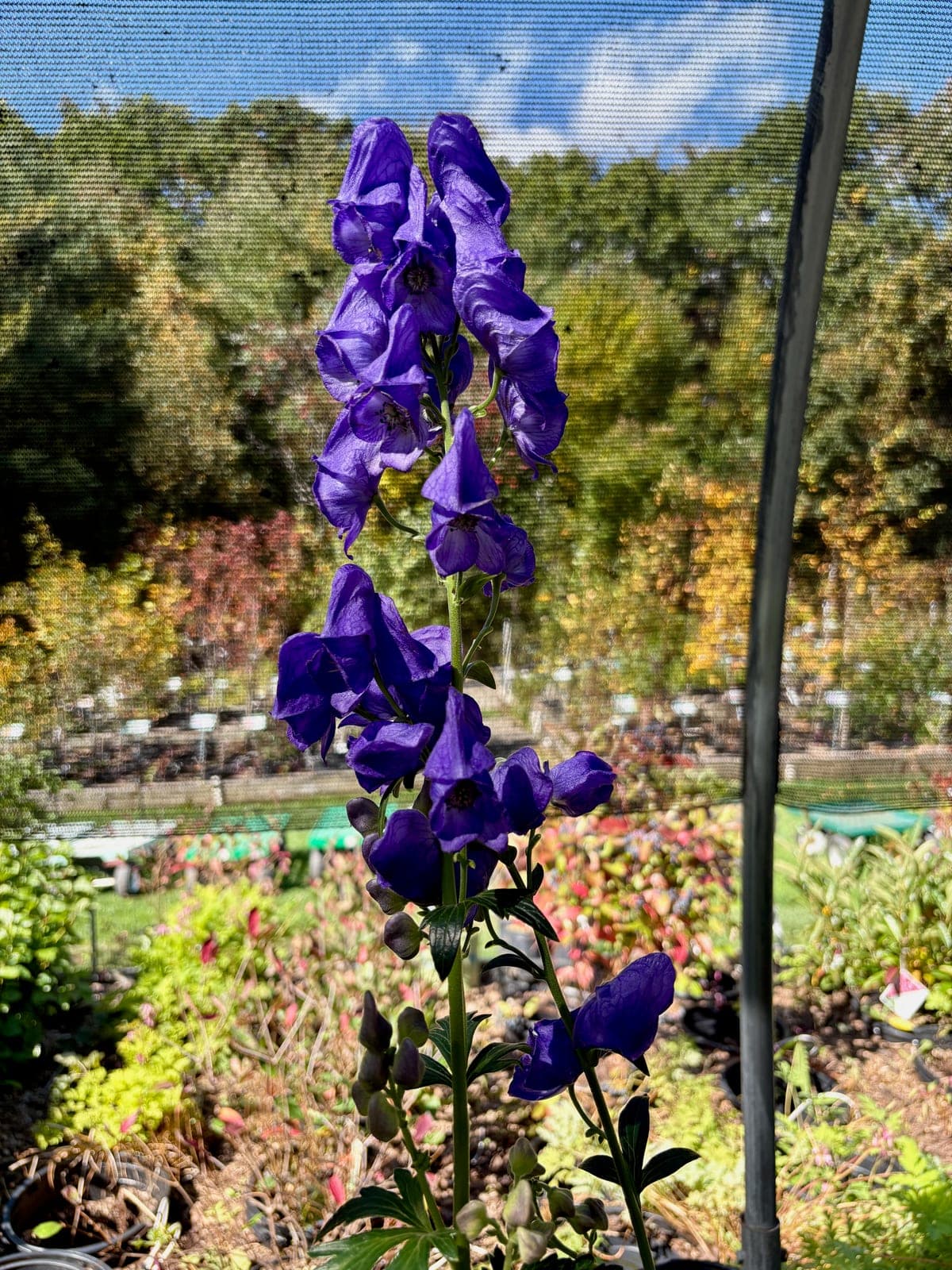 Monkshood