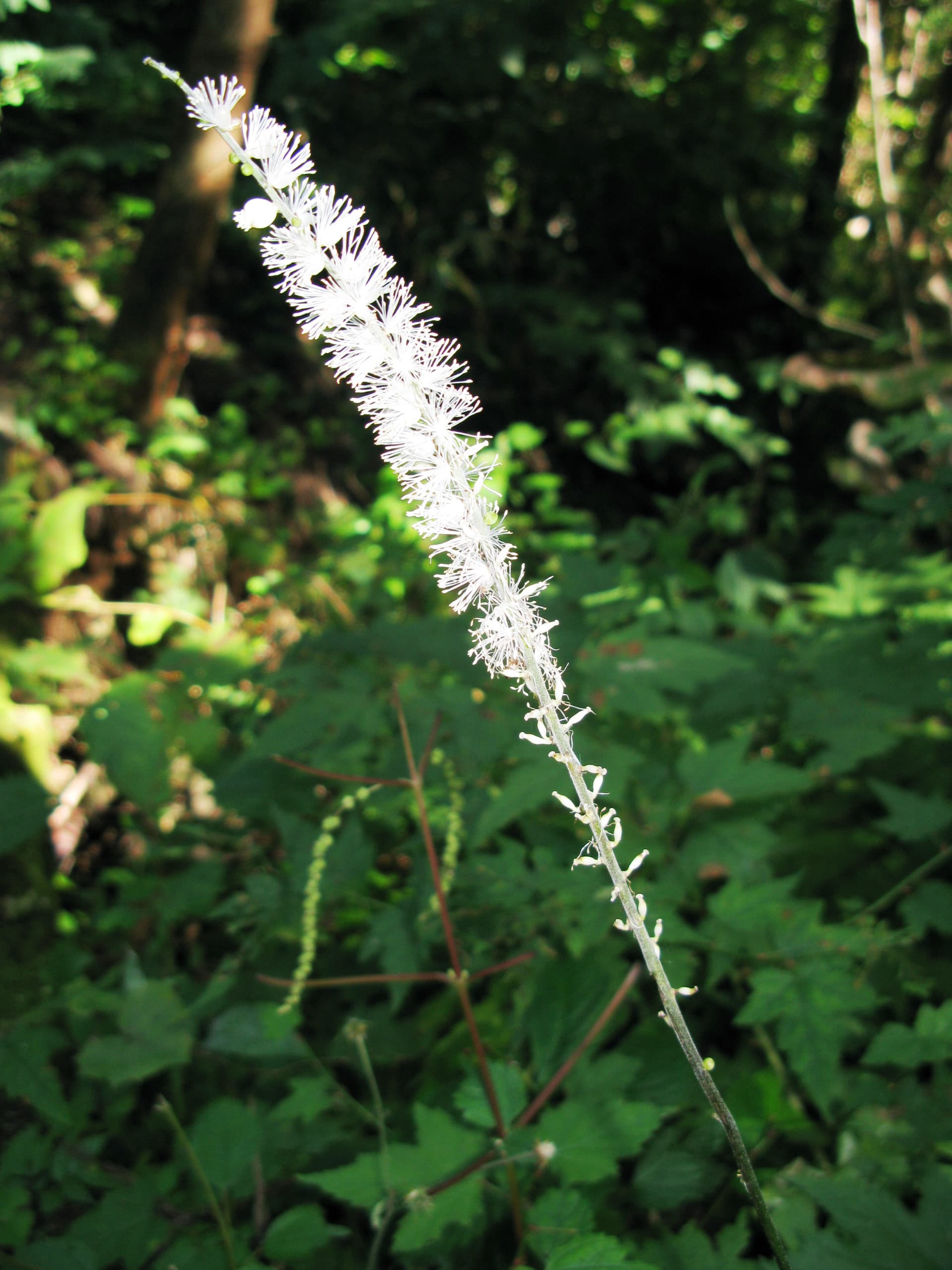 Japanese Bugbane