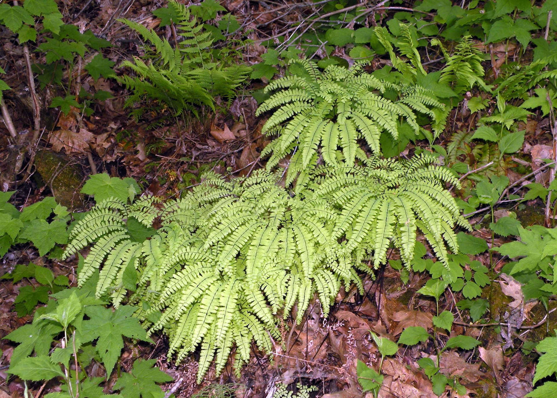 Maidenhair Fern