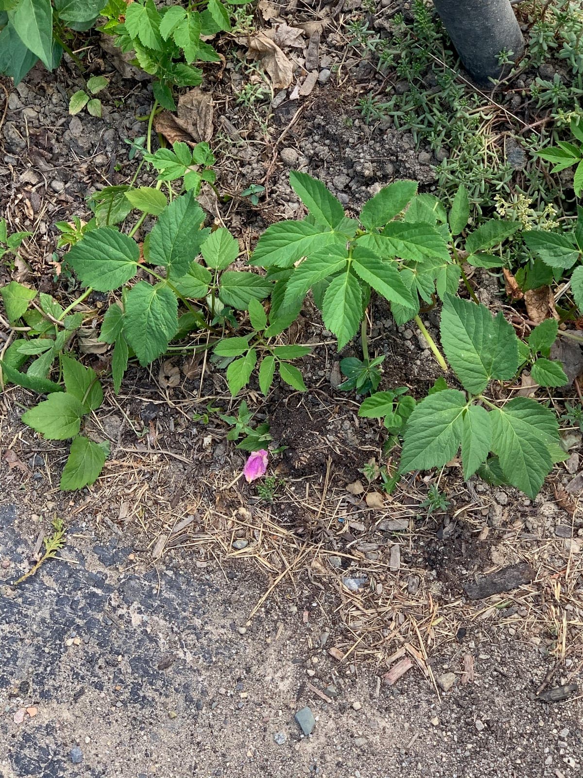 Ground Elder