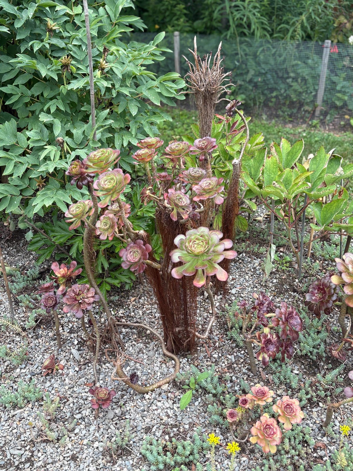 Tree Houseleek