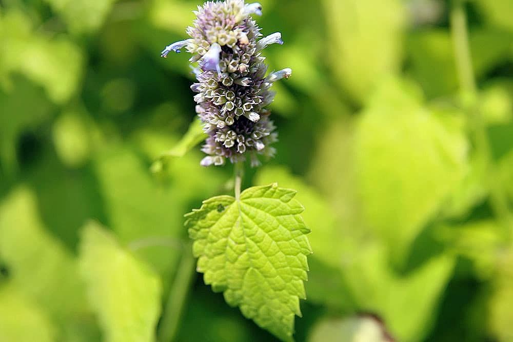 'Golden Jubilee' Agastache
