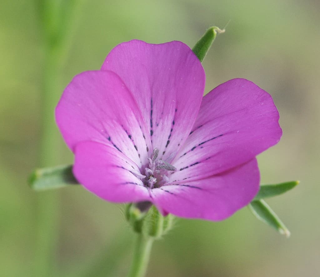 Agrostemma