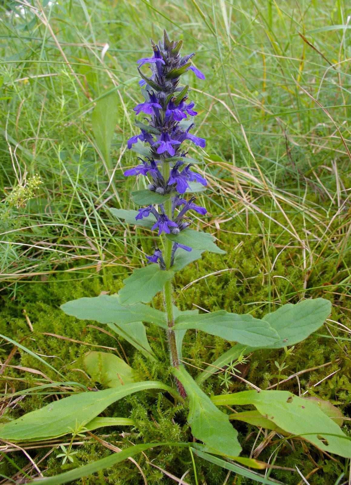 Blue Bugle